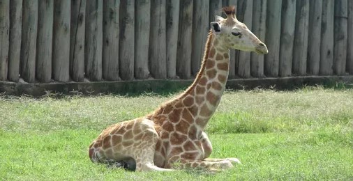Msituni, la piccola giraffa