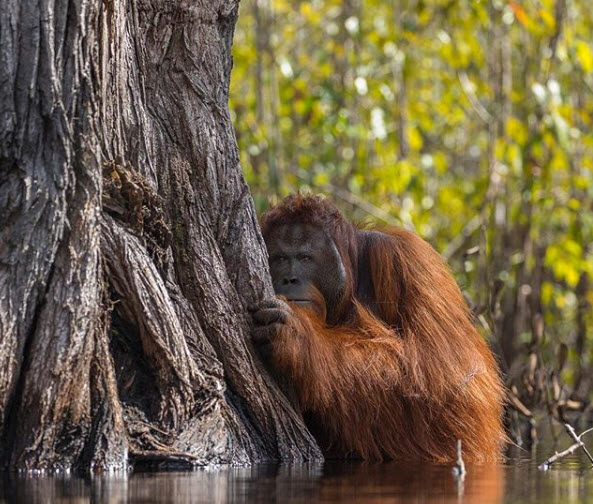 Enormous male orangutan, waist-deep in a river