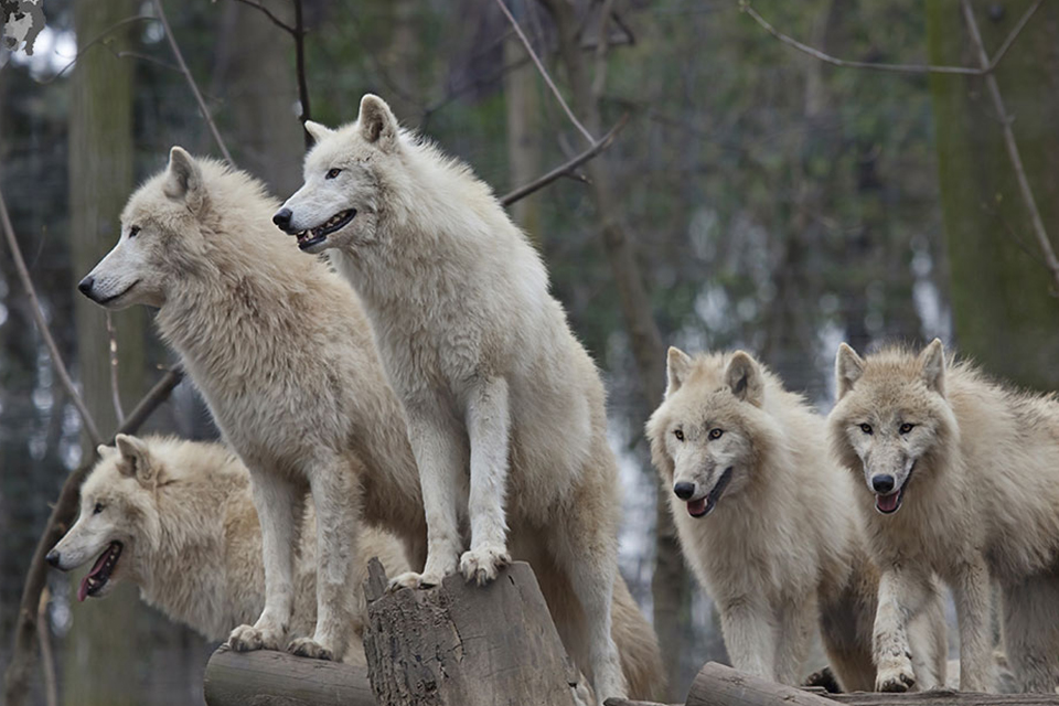 I lupi dell’Artico